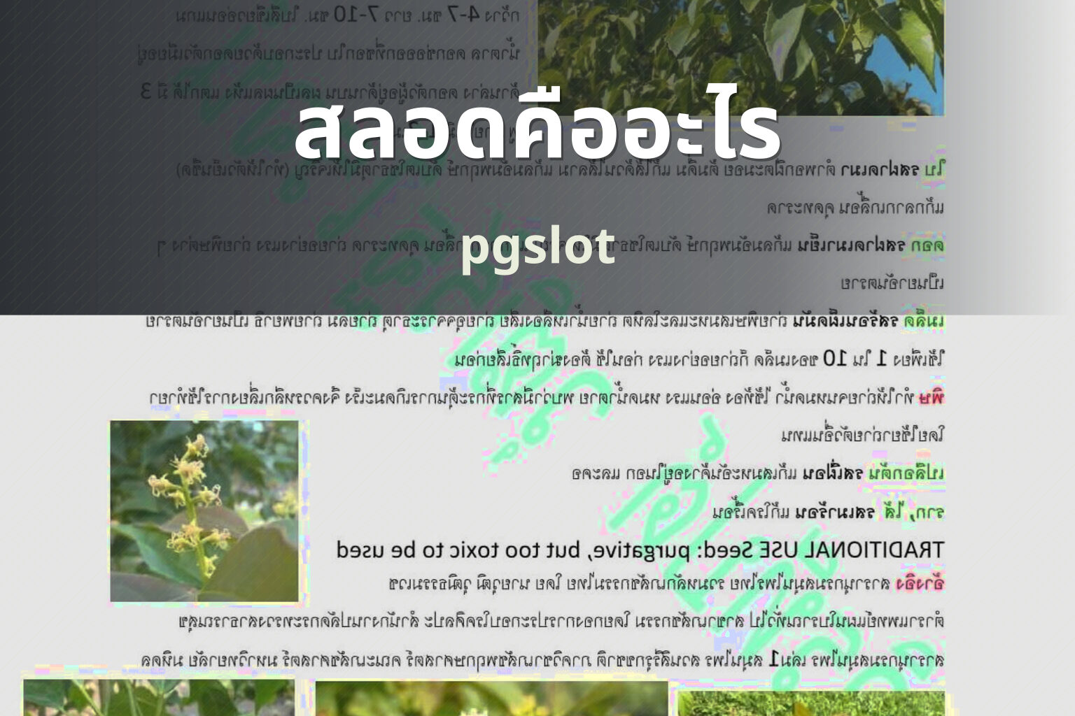 สลอดคืออะไร pgslot